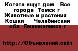 Котята ищут дом - Все города, Томск г. Животные и растения » Кошки   . Челябинская обл.,Еманжелинск г.